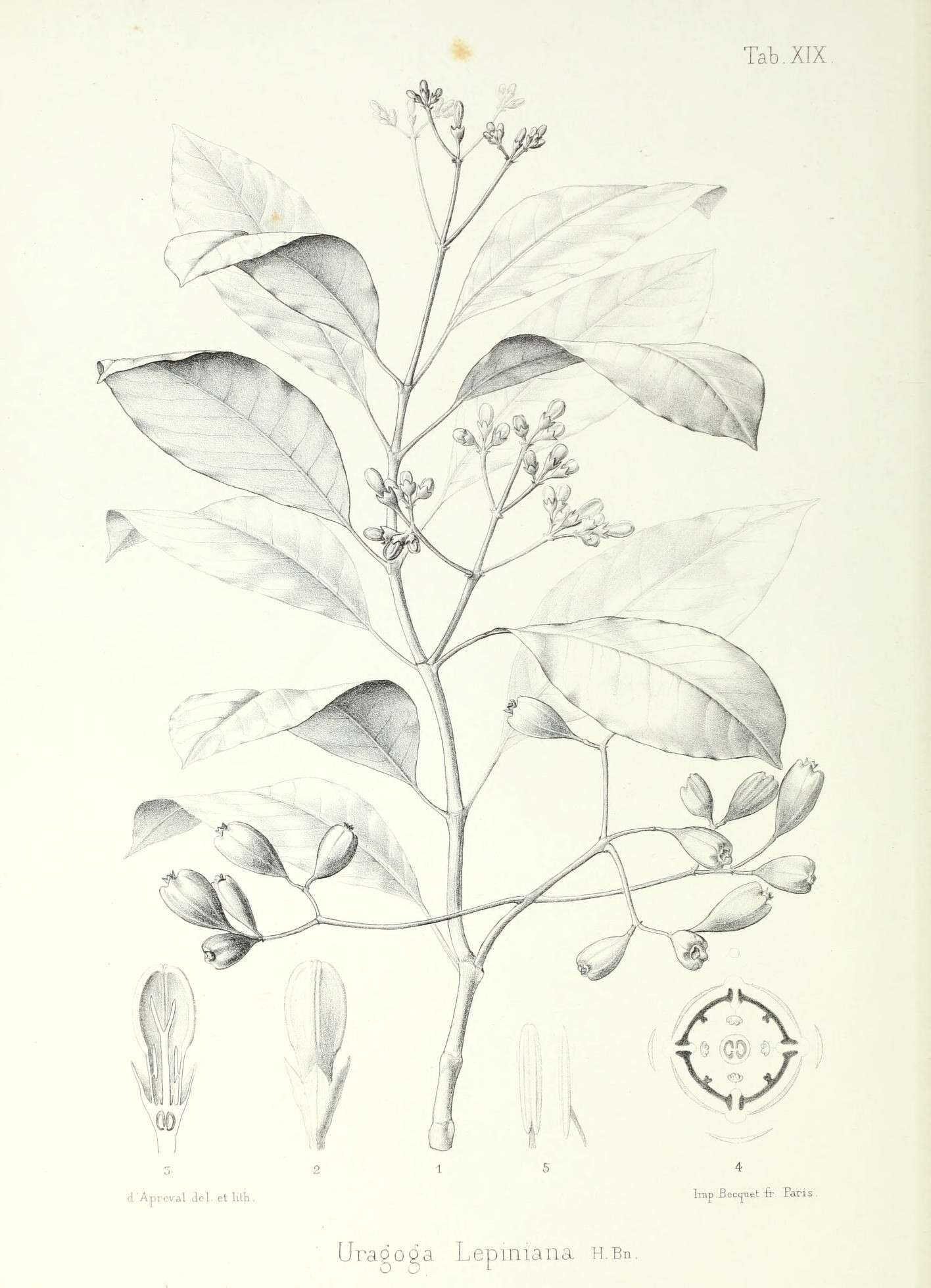 Image of Psychotria cernua Nadeaud