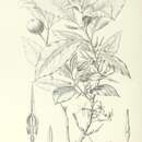 Image of Atractocarpus tahitiensis (Nadeaud) Puttock