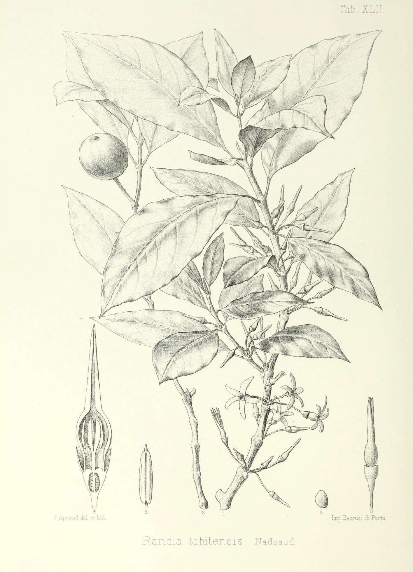Image of Atractocarpus tahitiensis (Nadeaud) Puttock