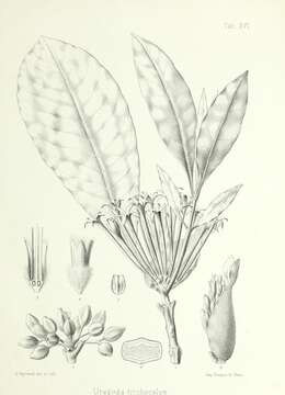 Image of Calycosia