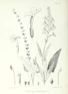 Haplostachys haplostachya (A. Gray) H. St. John的圖片