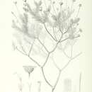 Tetramolopium remyi (A. Gray) Hillebr. resmi