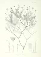 Tetramolopium remyi (A. Gray) Hillebr. resmi