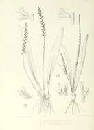 Image of Phreatia tahitensis Lindl.