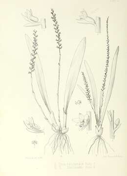 Image of Phreatia tahitensis Lindl.