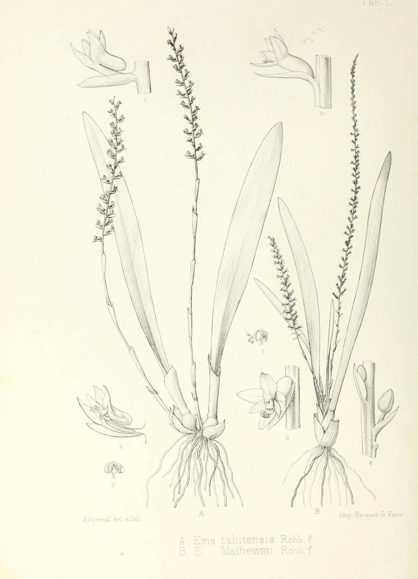 Image of Phreatia tahitensis Lindl.