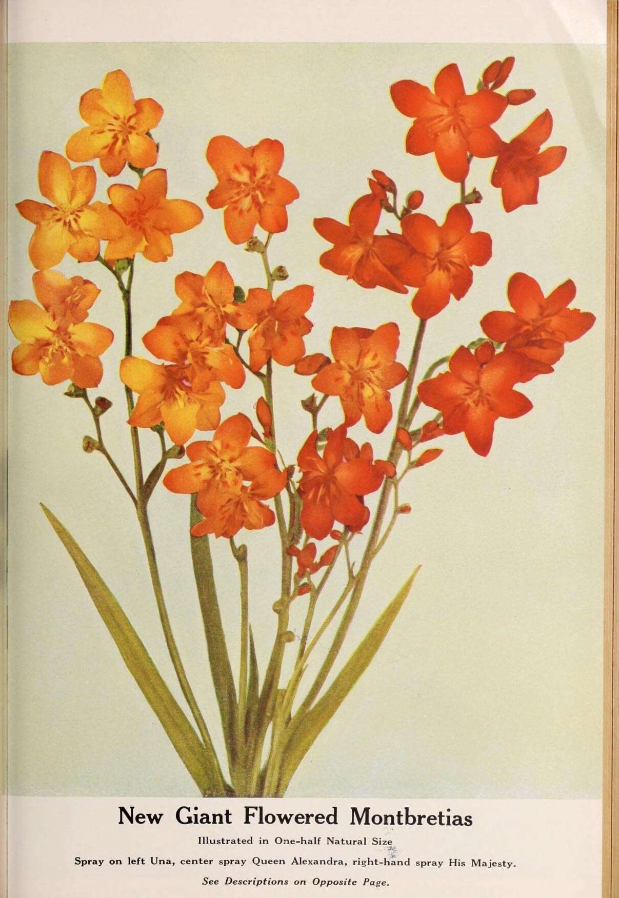 Image of crocosmia