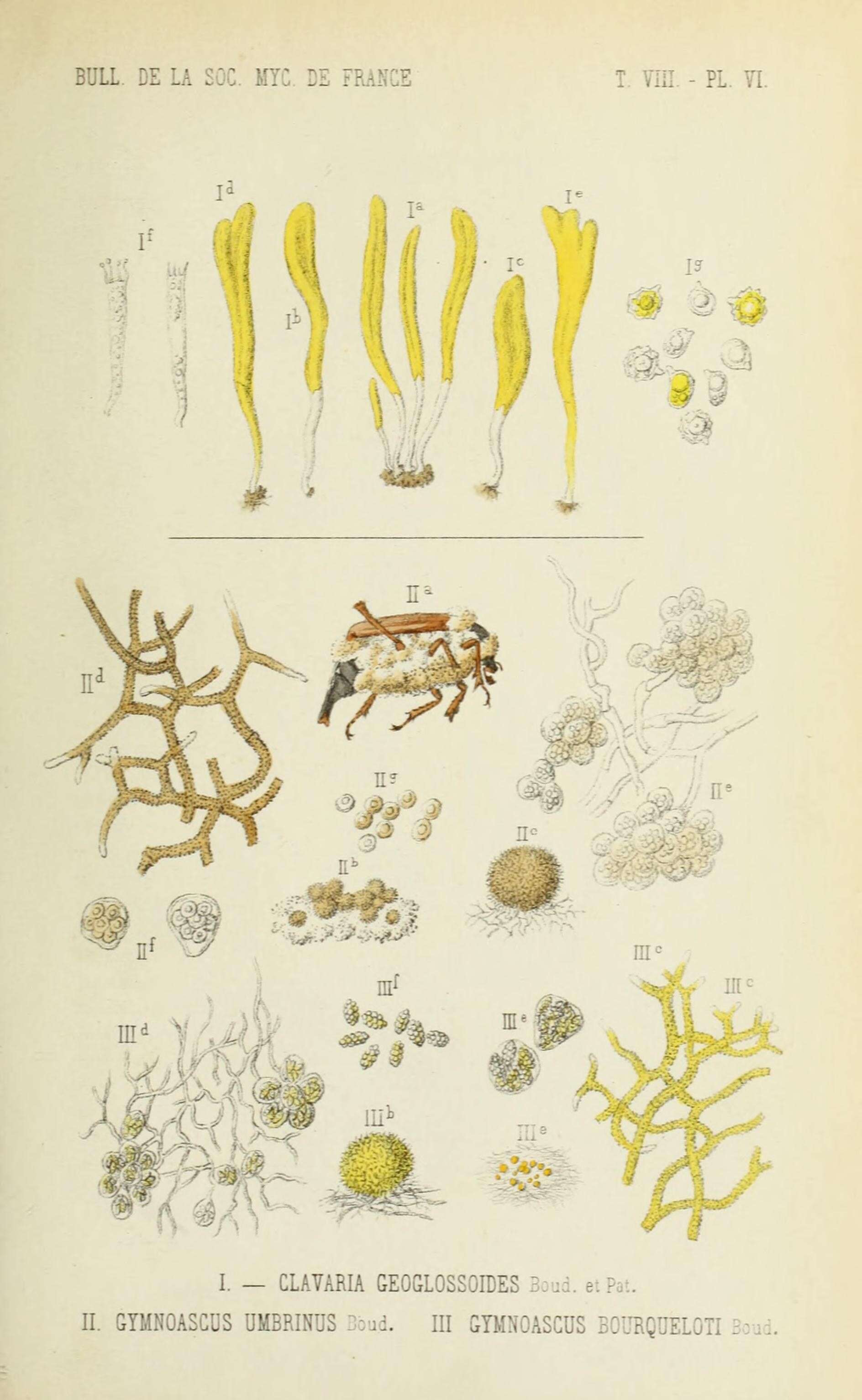 Image of Clavaria geoglossoides