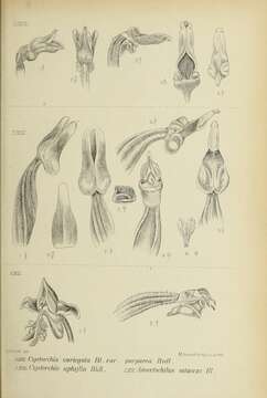 Image of Cystorchis javanica (Blume) Blume