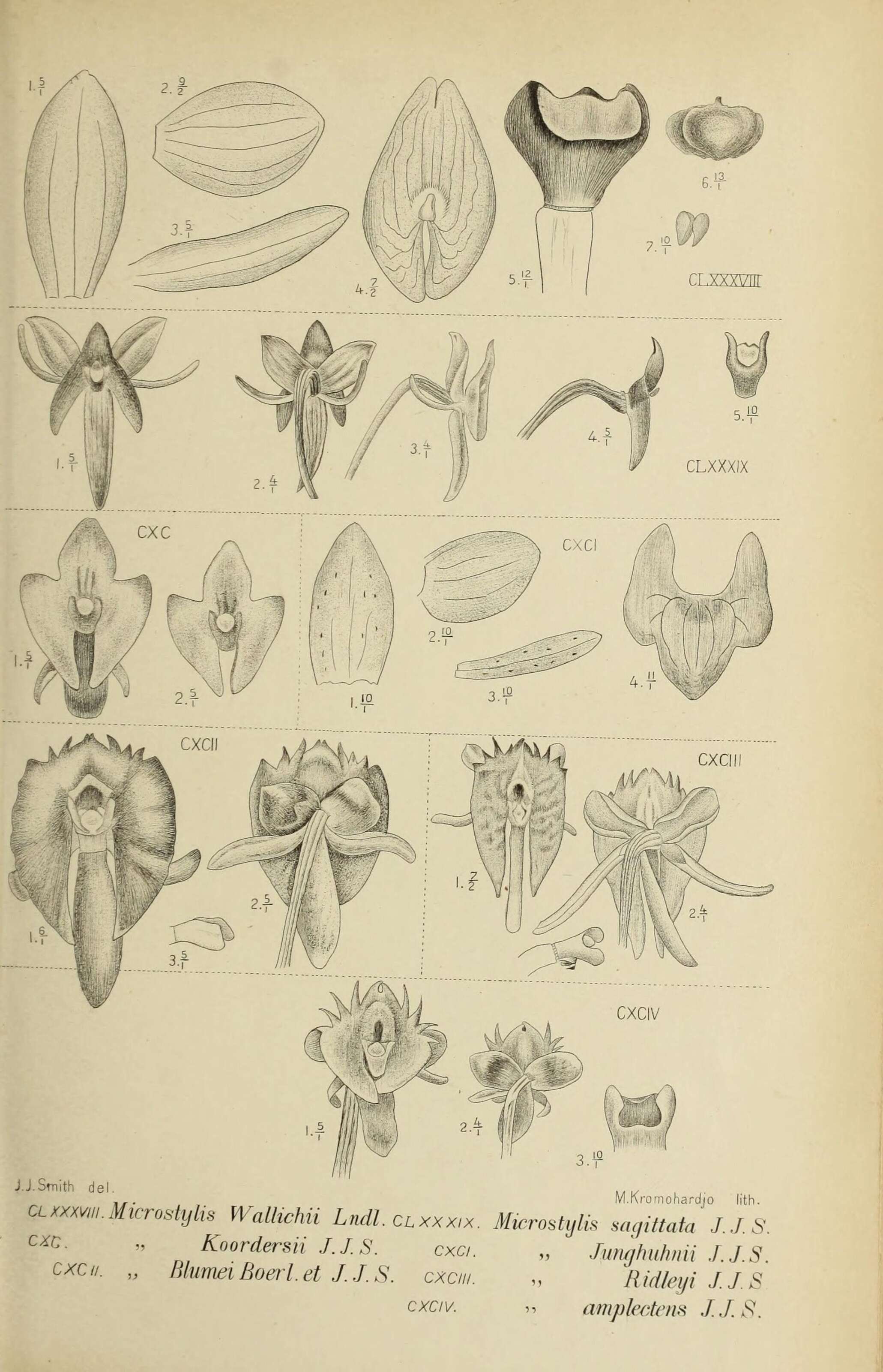Image de Crepidium acuminatum (D. Don) Szlach.
