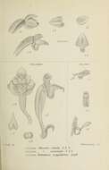 Image of Phreatia sulcata (Blume) J. J. Sm.
