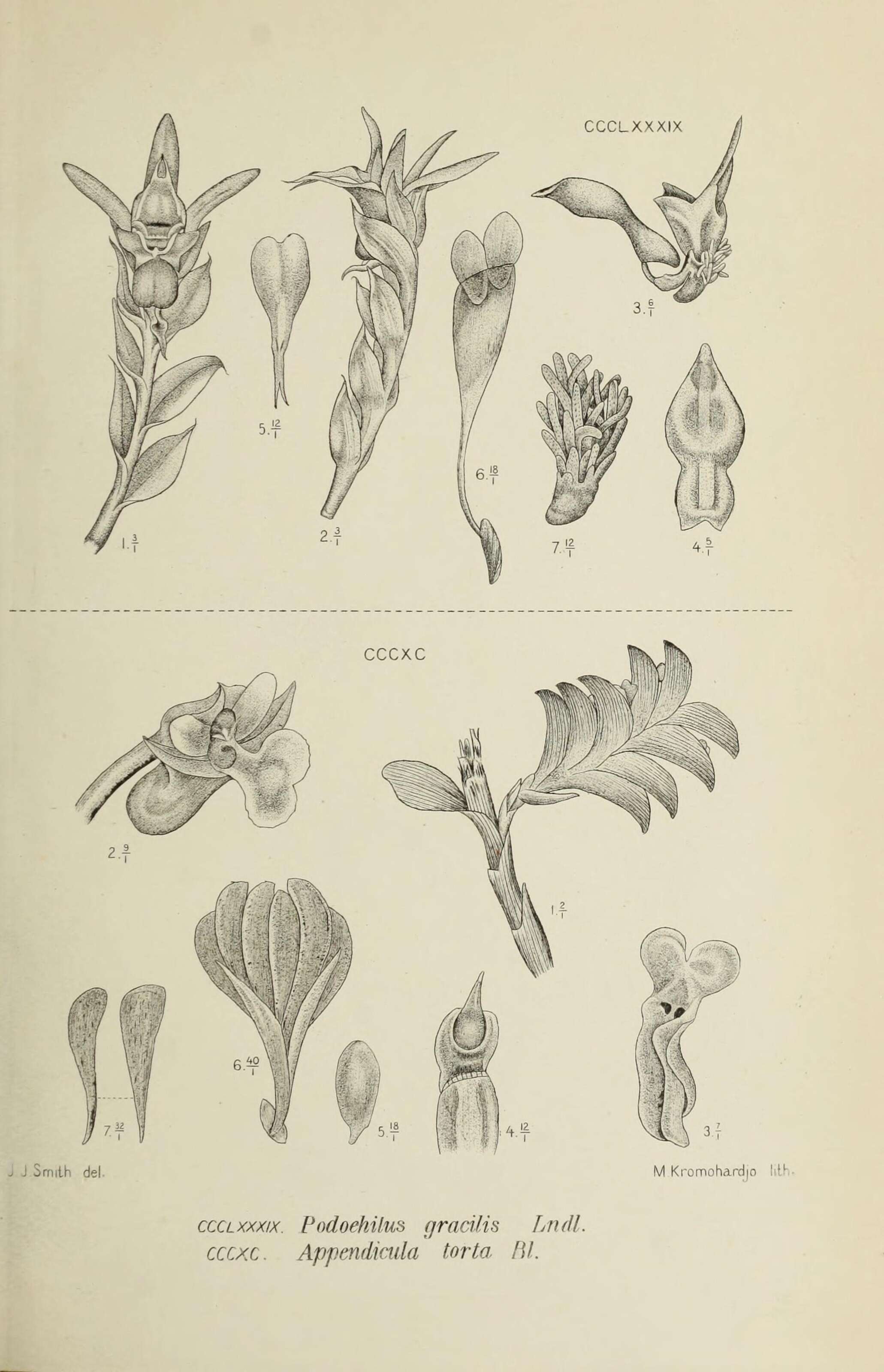 Image of Podochilus gracilis (Blume) Lindl.