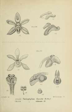 Image de Taeniophyllum hasseltii Rchb. fil.