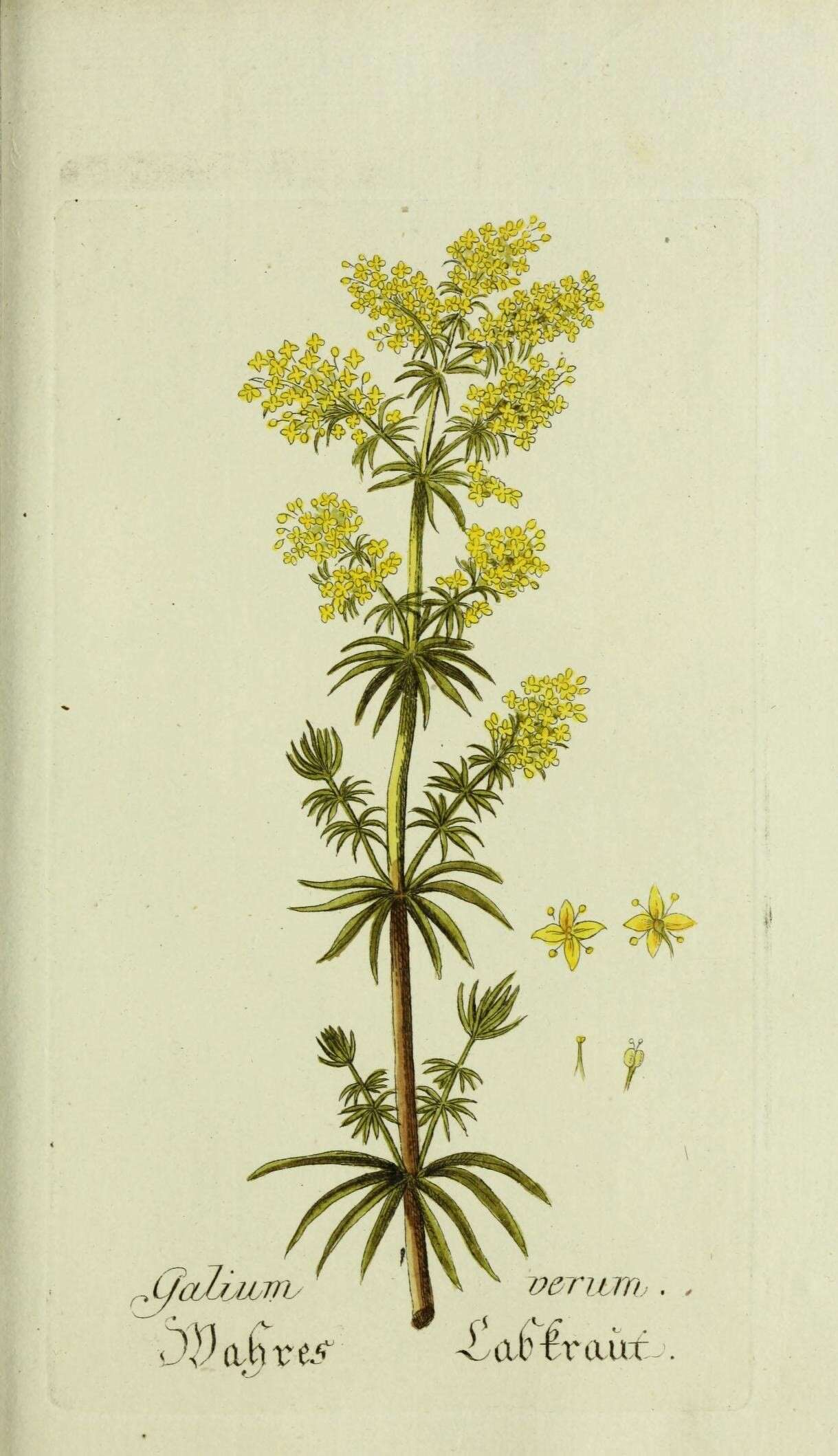 Image of Lady's Bedstraw