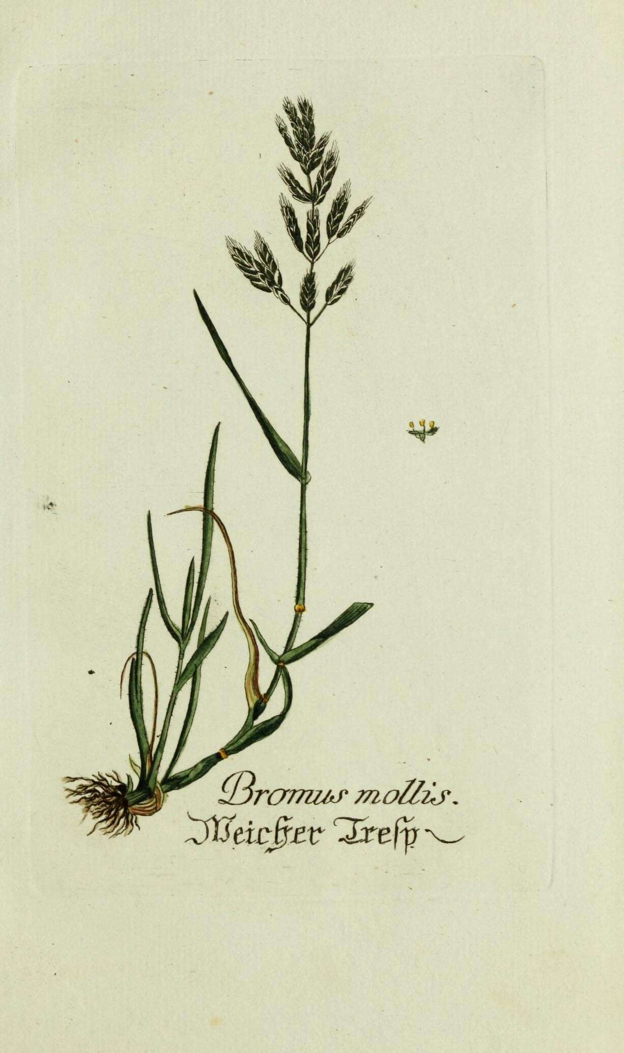 Слика од Bromus hordeaceus L.