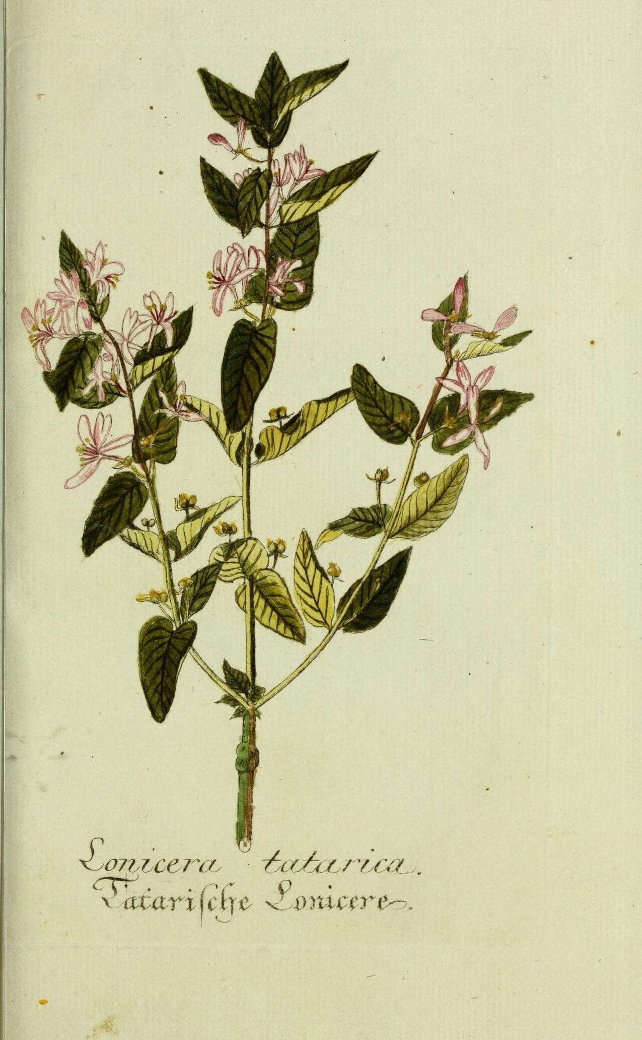 Image of Tatarian honeysuckle