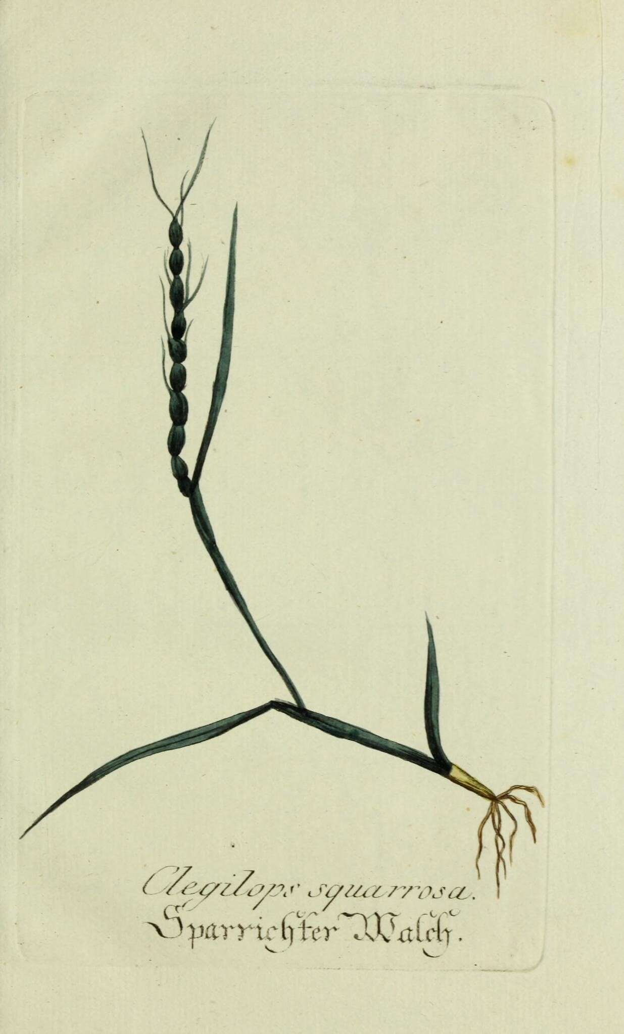 Image of barbed goatgrass