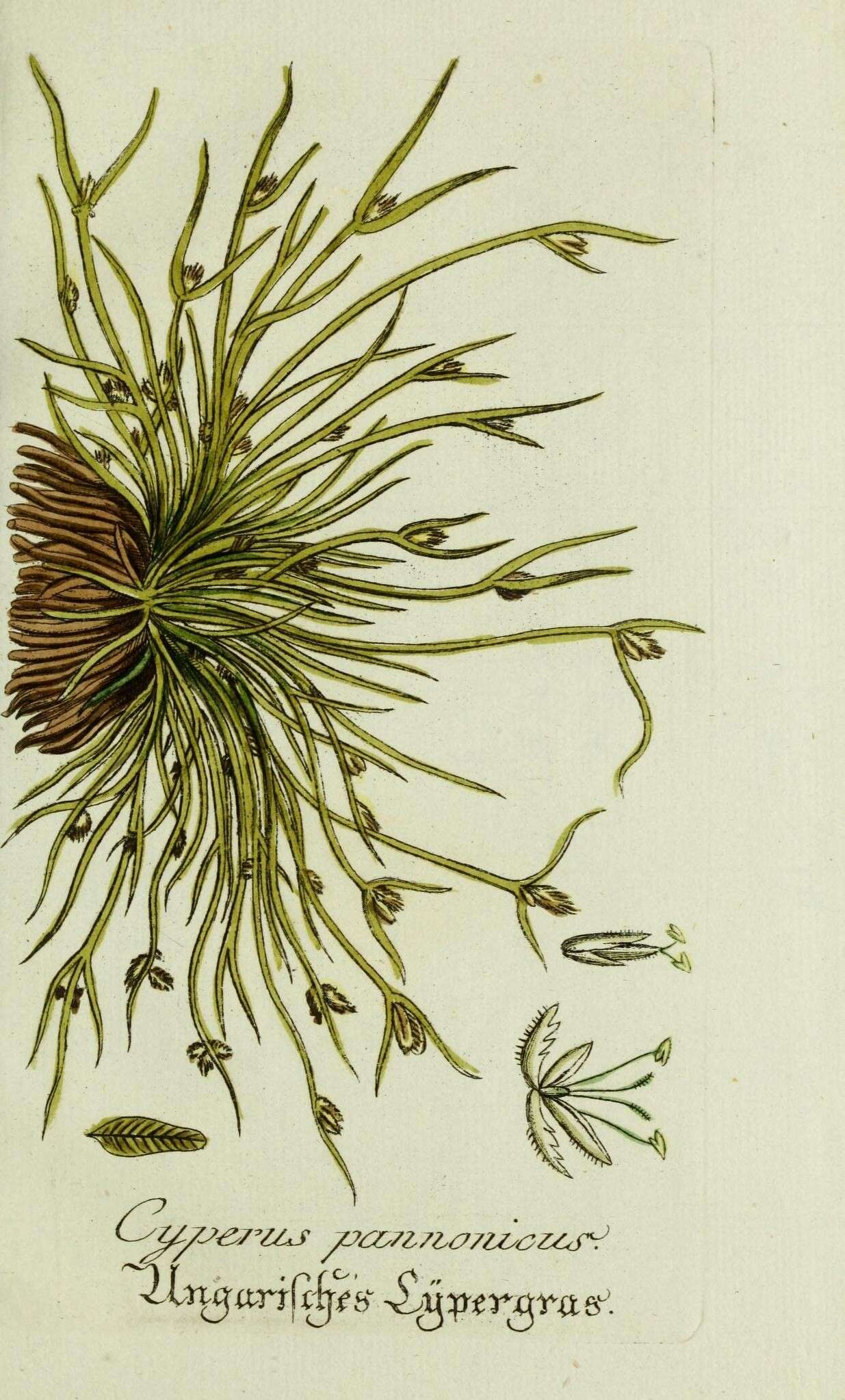 Image of Cyperus pannonicus Jacq.