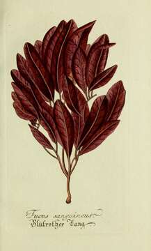 Image of Delesseria J. V. Lamouroux 1813