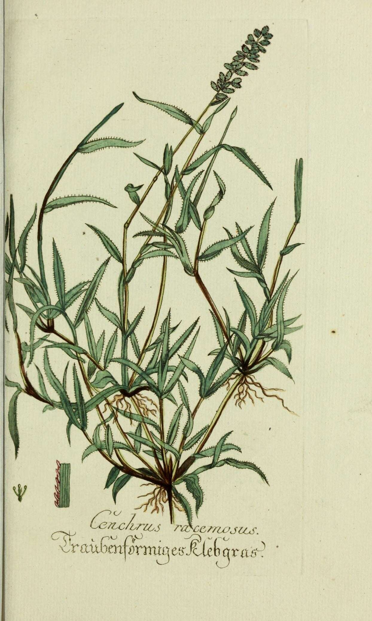 Image of stalked bur grass