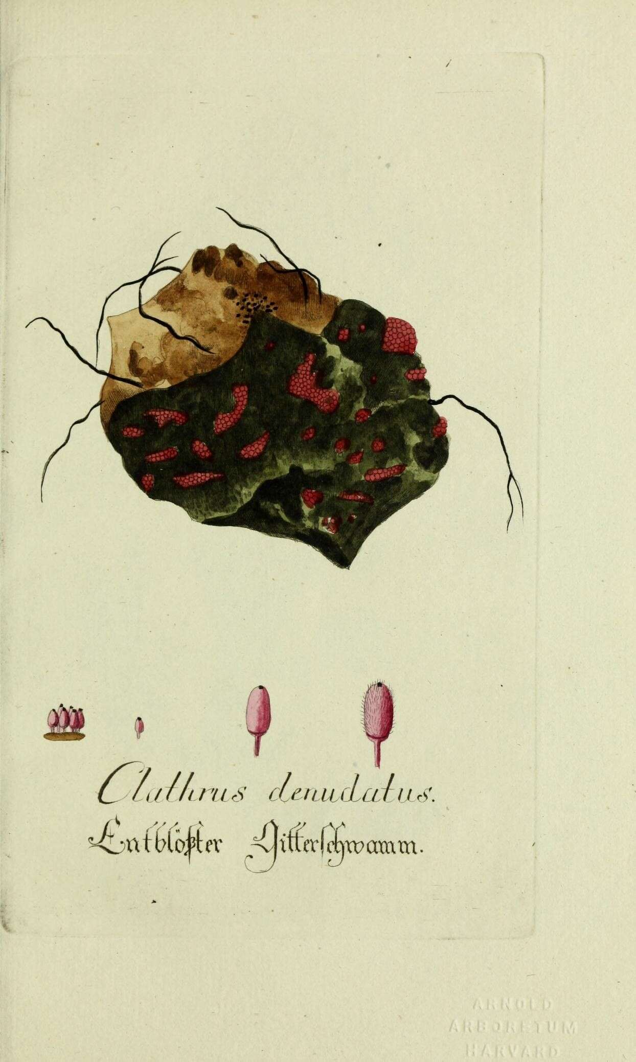 Image of Clathrus denudatus