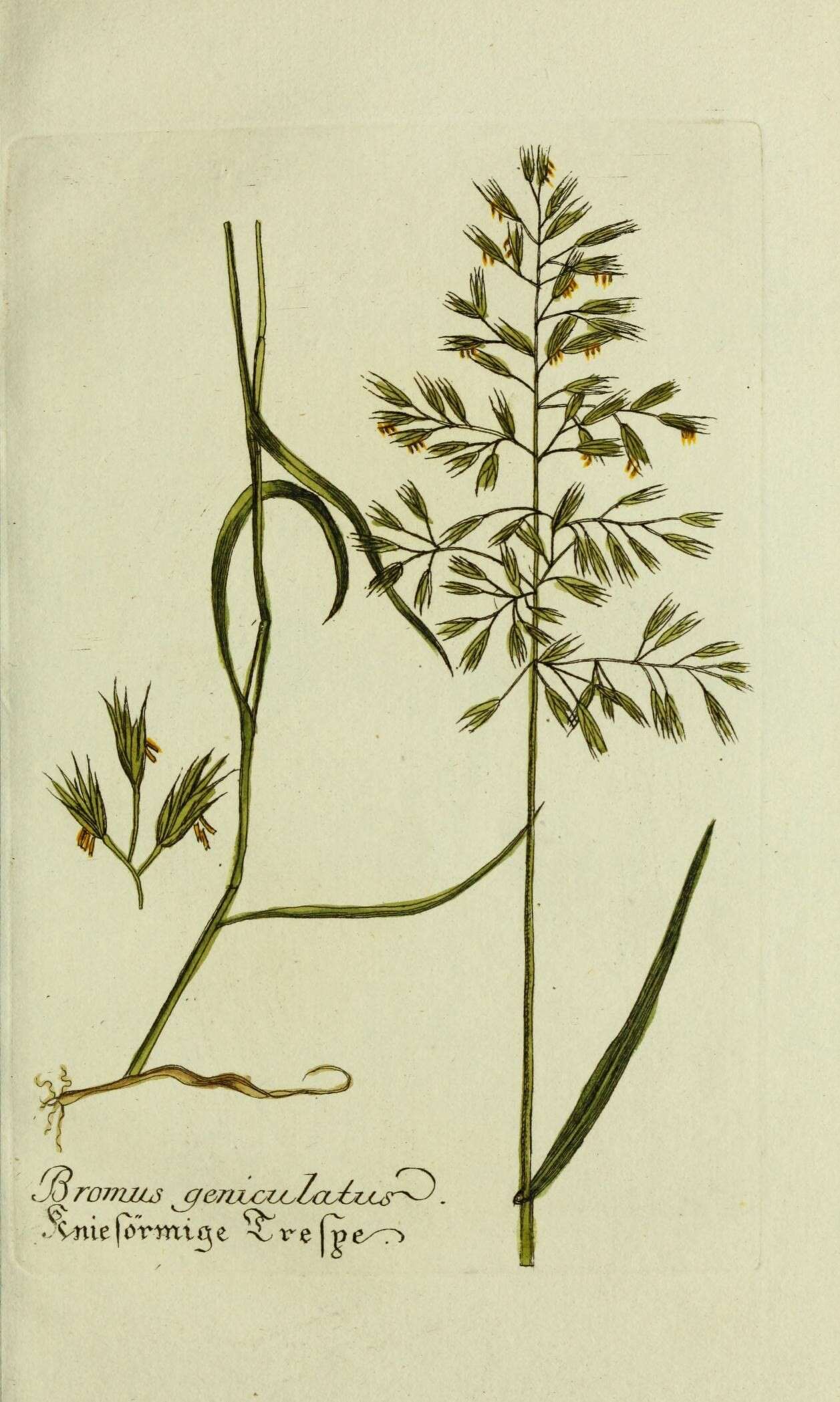 Image of Vulpia geniculata (L.) Link
