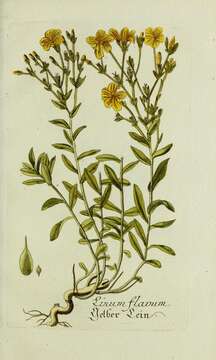 Image of golden flax