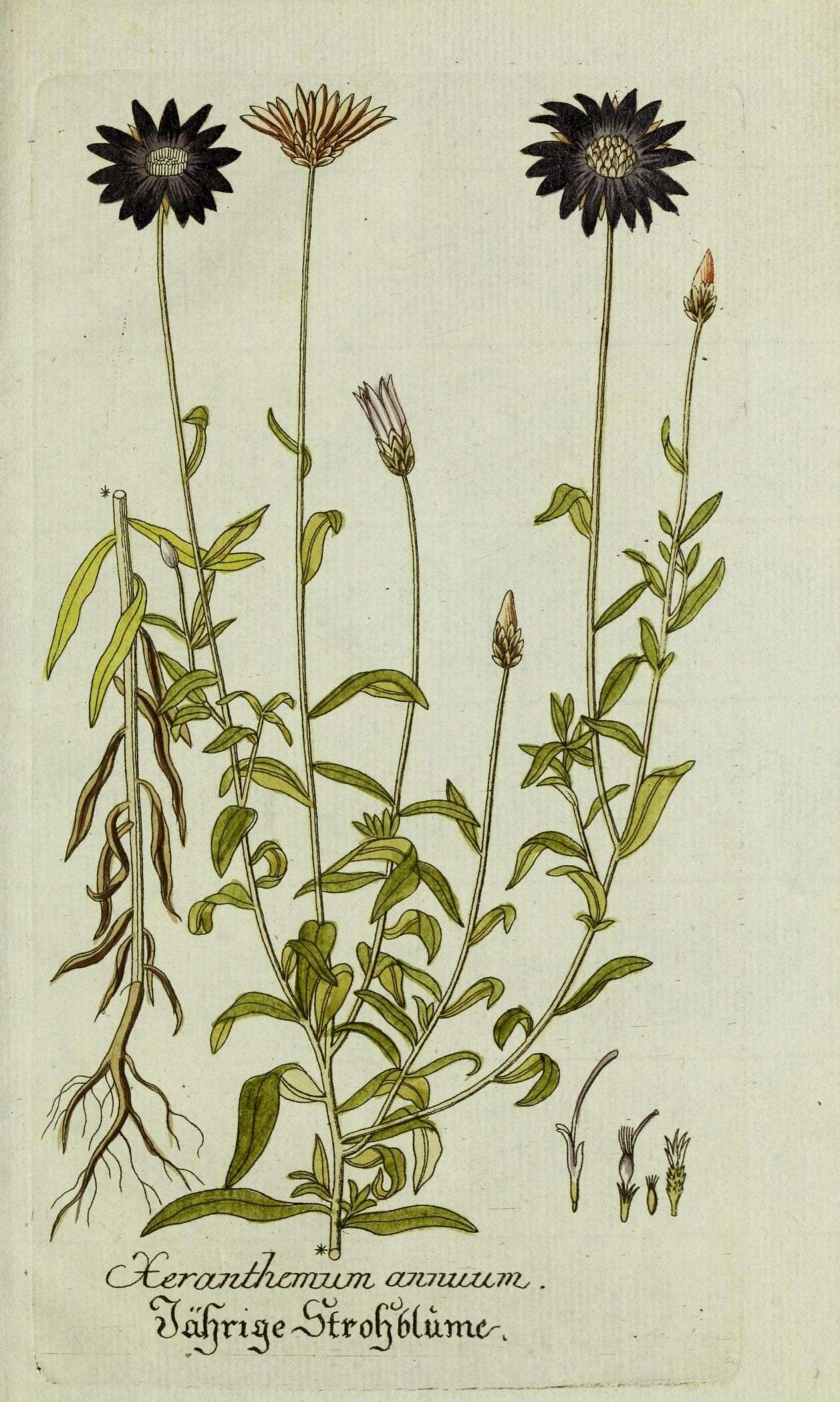 Xeranthemum annuum L. resmi