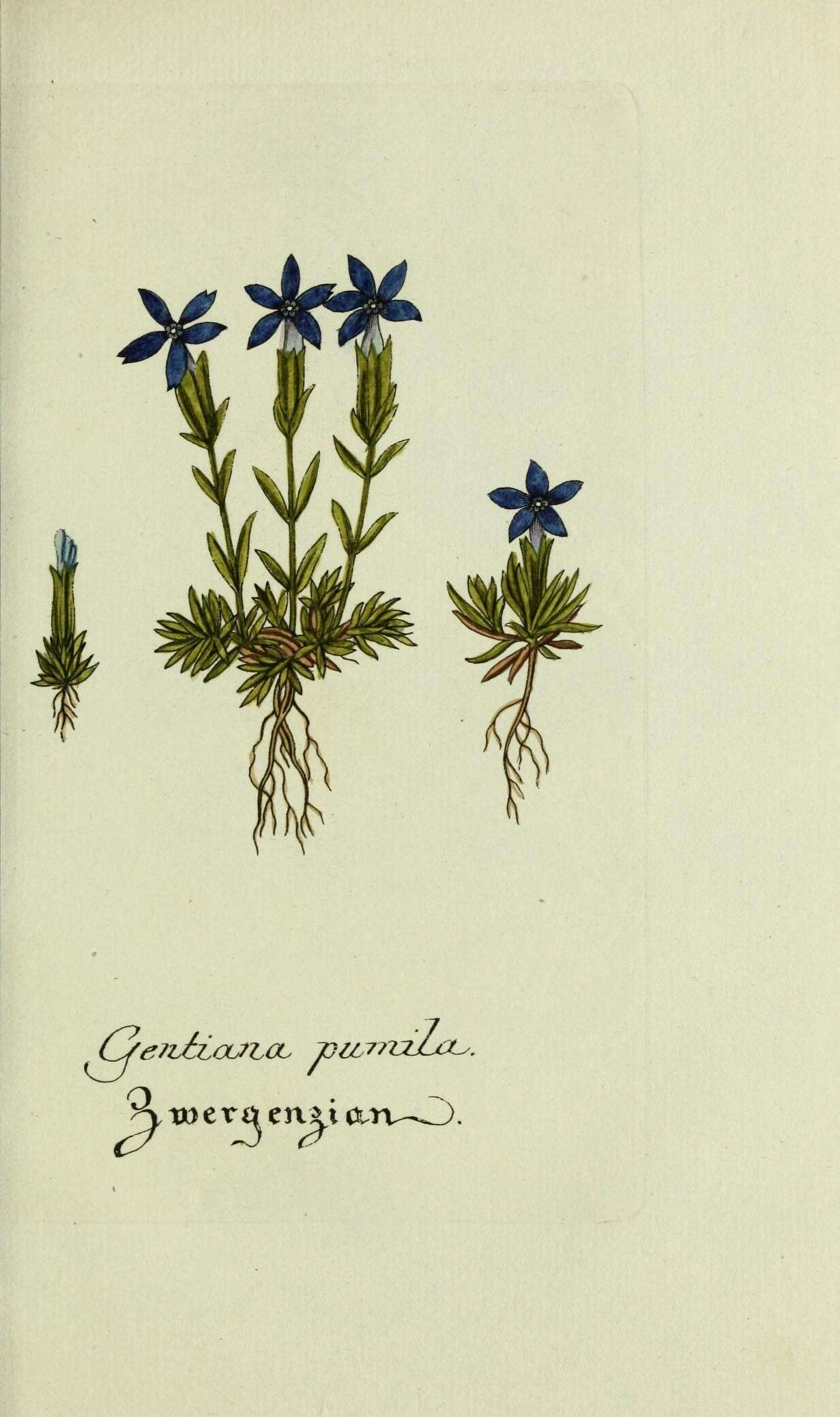 Gentiana pumila Jacq. resmi