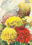 Image de Chrysanthemum