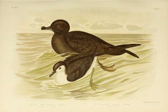 Image of Short-tailed Shearwater