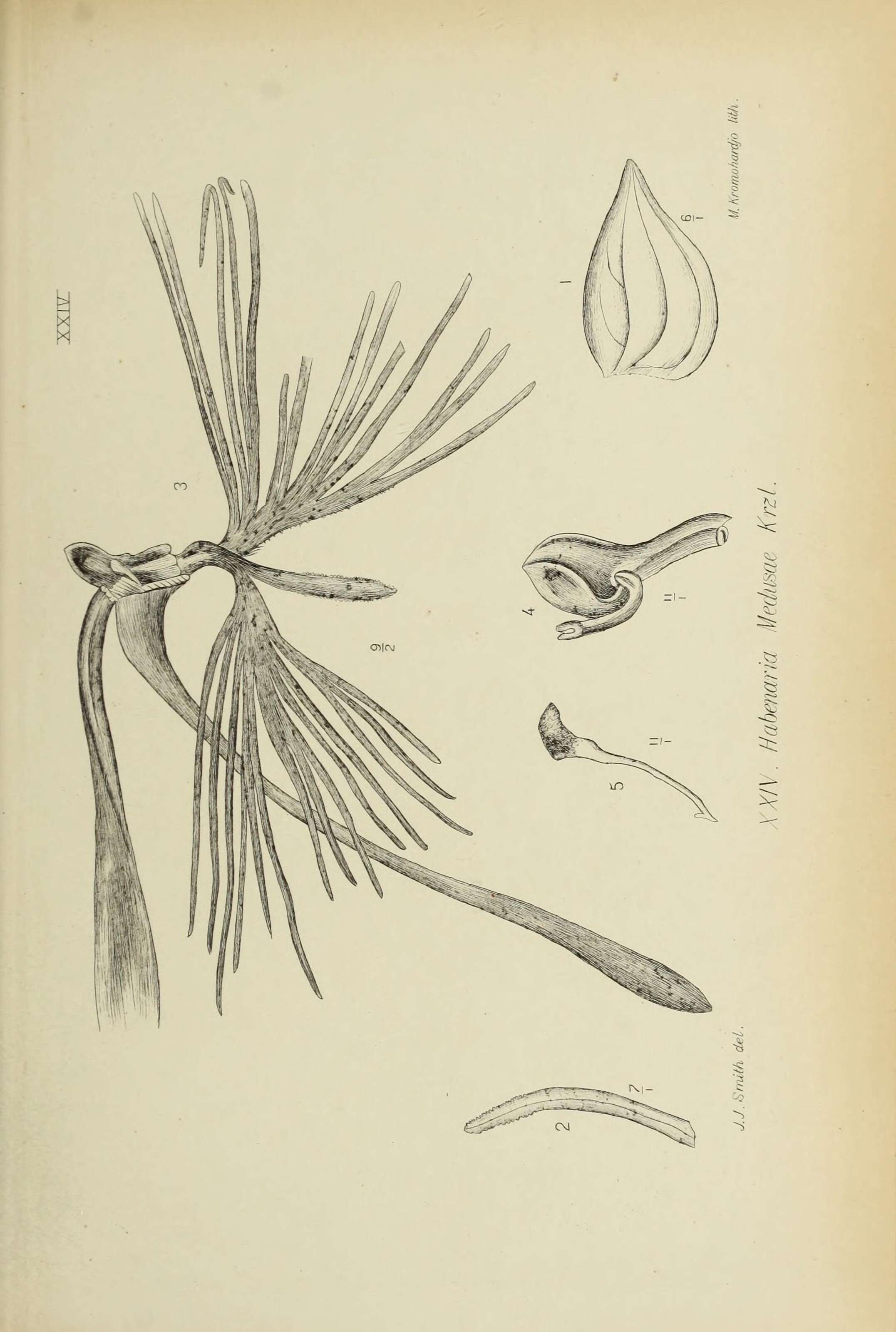 Habenaria medusa Kraenzl. resmi