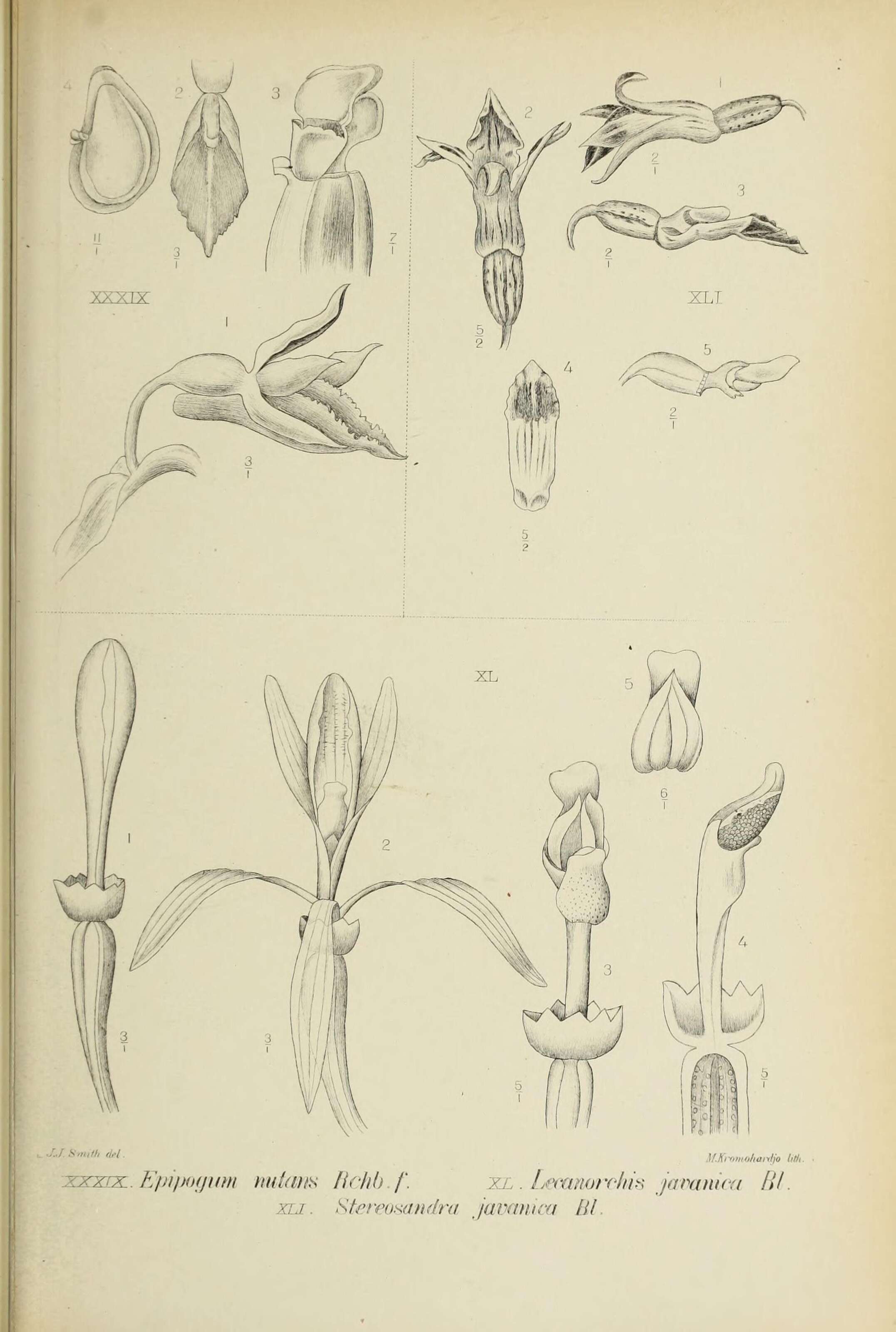 Plancia ëd Epipogium roseum (D. Don) Lindl.