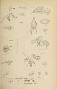 Image of Bulbophyllum triflorum (Breda) Blume ex Miq.