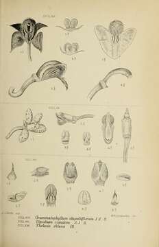 Image of Grammatophyllum stapeliiflorum (Teijsm. & Binn.) J. J. Sm.