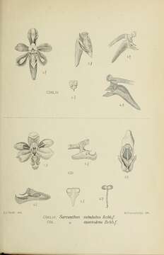 Image of Cleisostoma subulatum Blume
