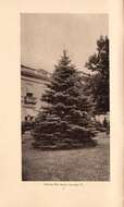 Image of blue spruce