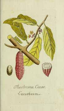 Image of cacao