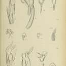 Image of Erythrodes humilis (Blume) J. J. Sm.