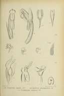 Imagem de Erythrodes humilis (Blume) J. J. Sm.