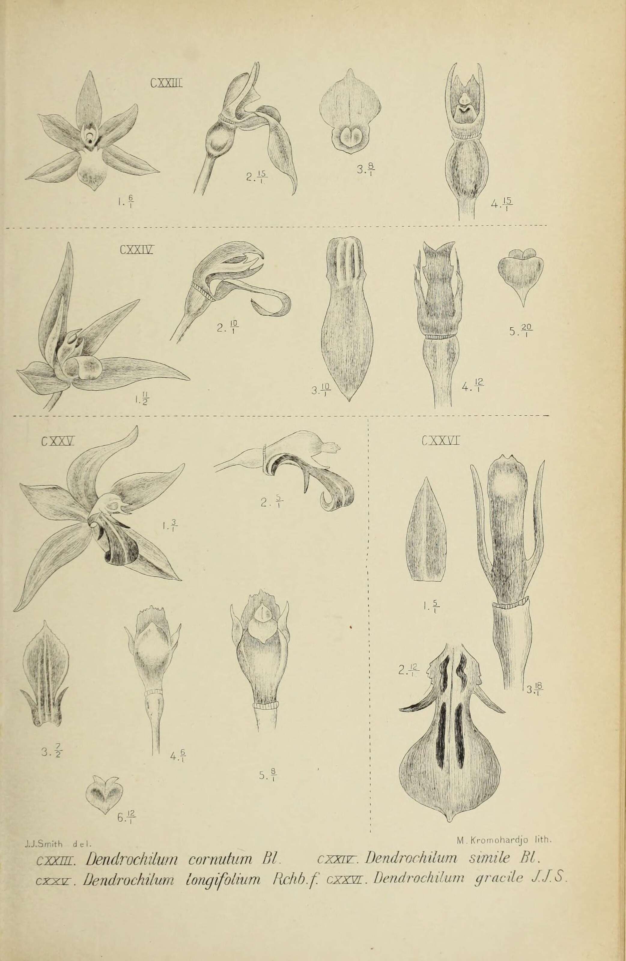 Image of Dendrochilum cornutum Blume