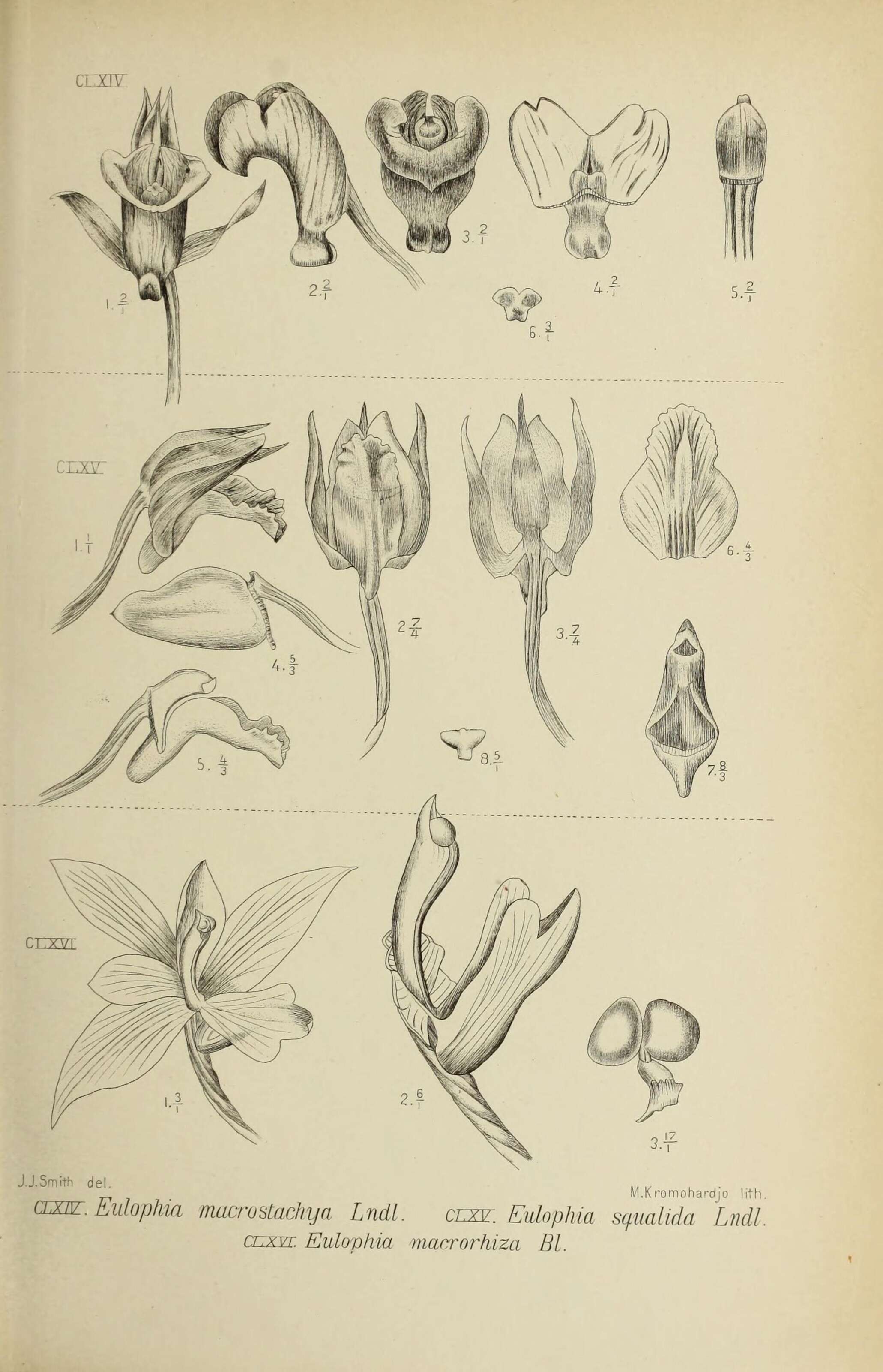 Sivun Eulophia pulchra (Thouars) Lindl. kuva