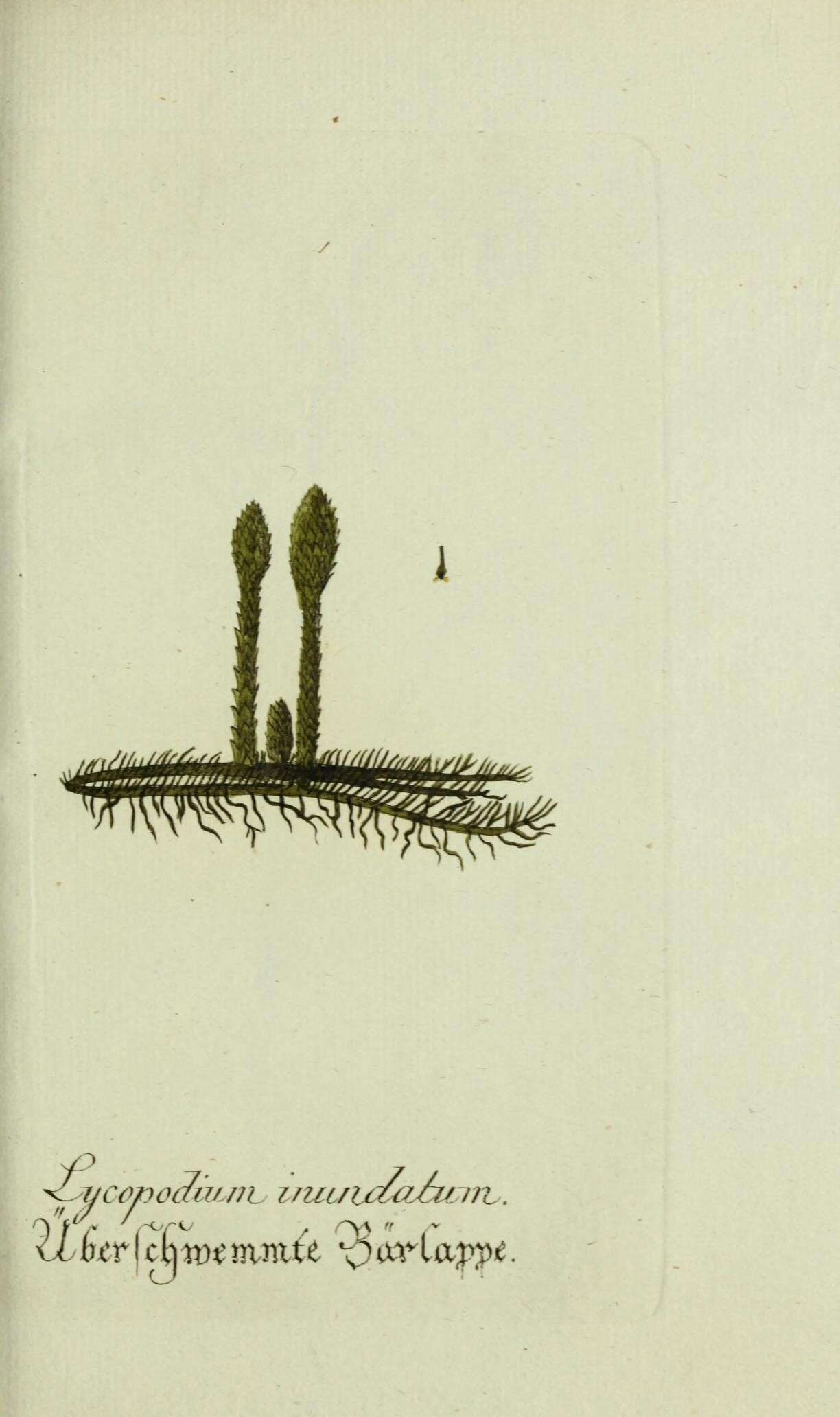 Слика од Lycopodiella inundata (L.) J. Holub