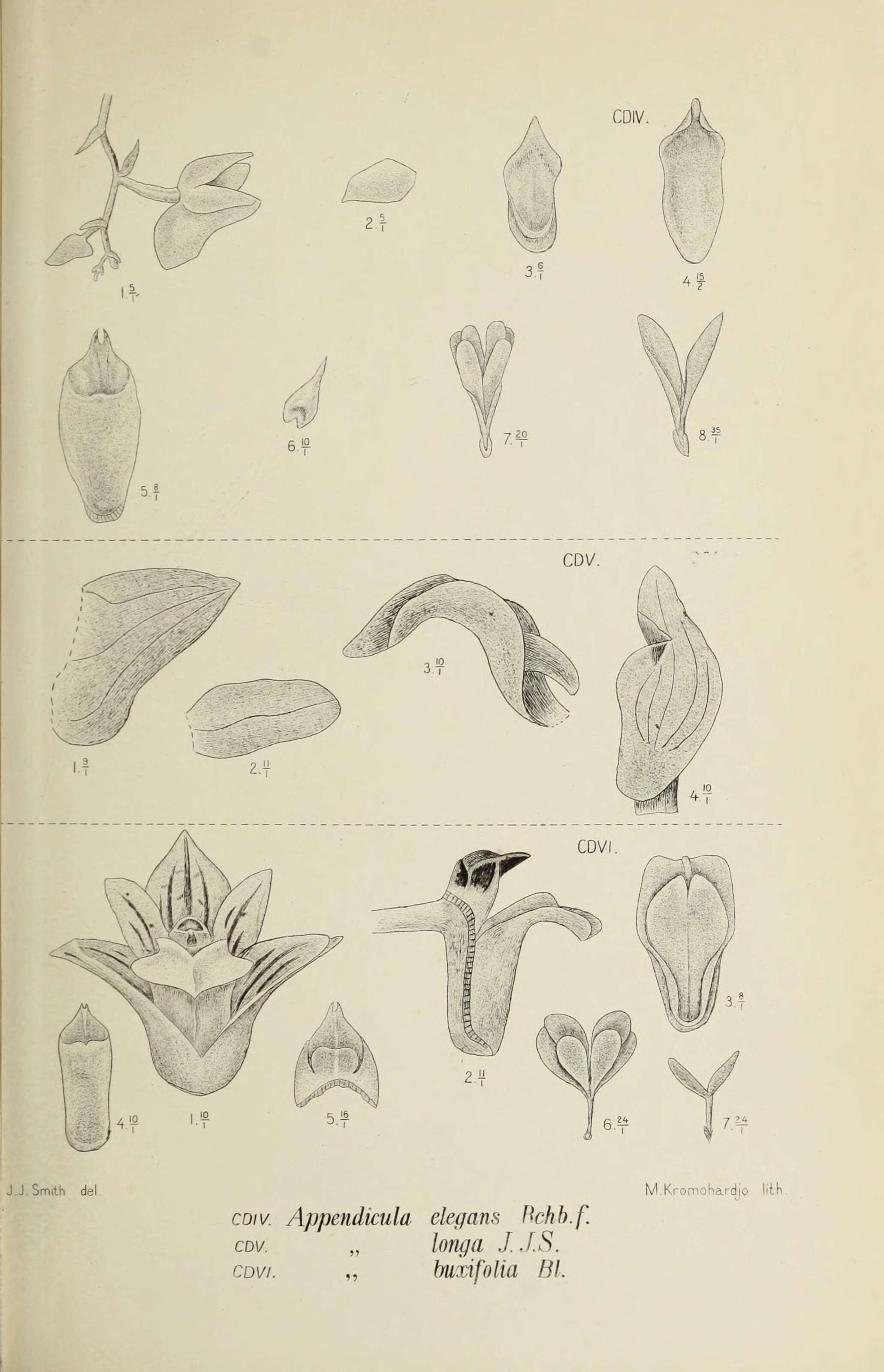 Image of Appendicula elegans Rchb. fil.
