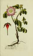 Image of French rose