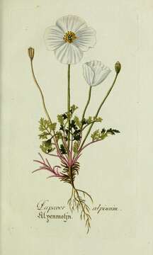 Imagem de Papaver alpinum L.