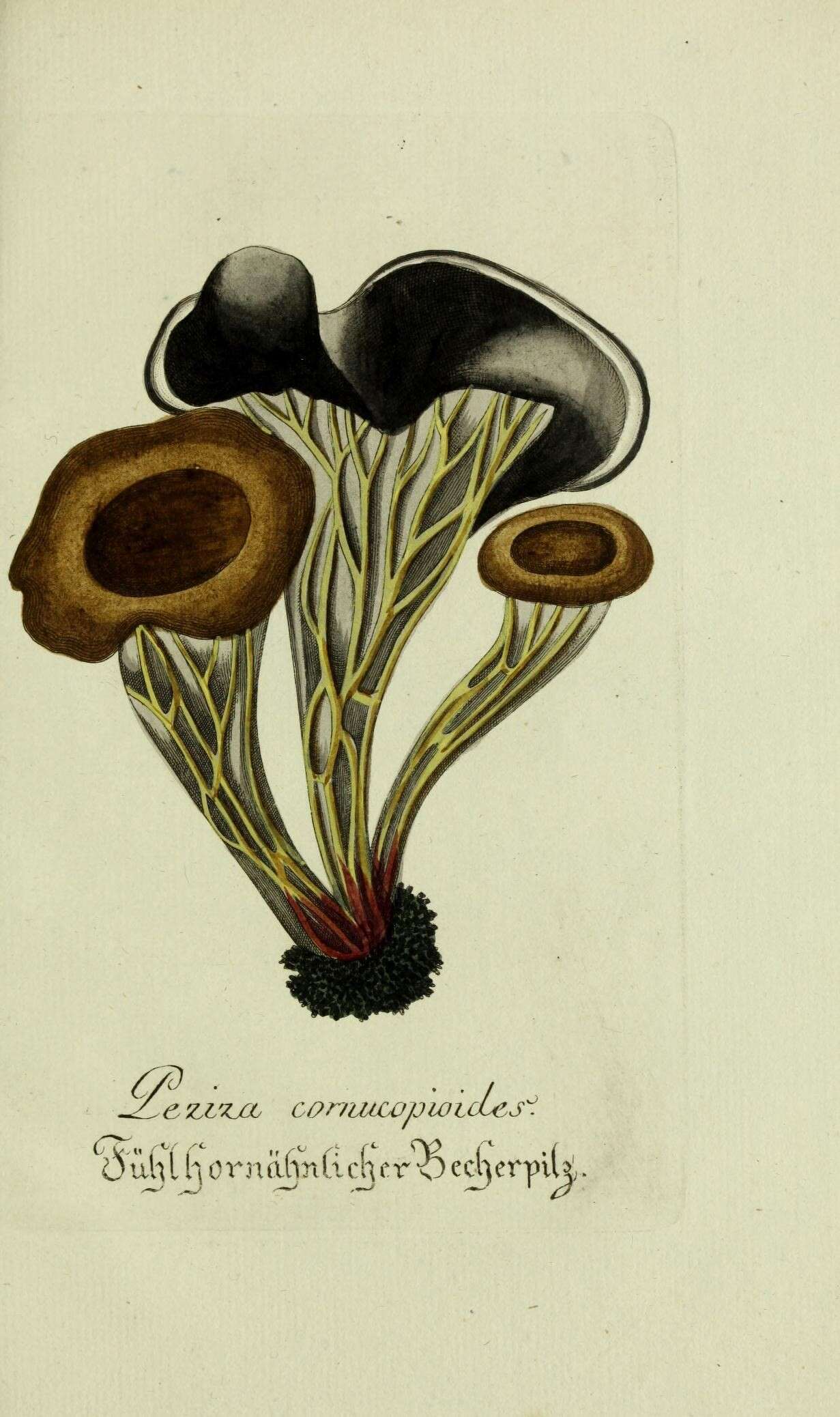 Image of Craterellus