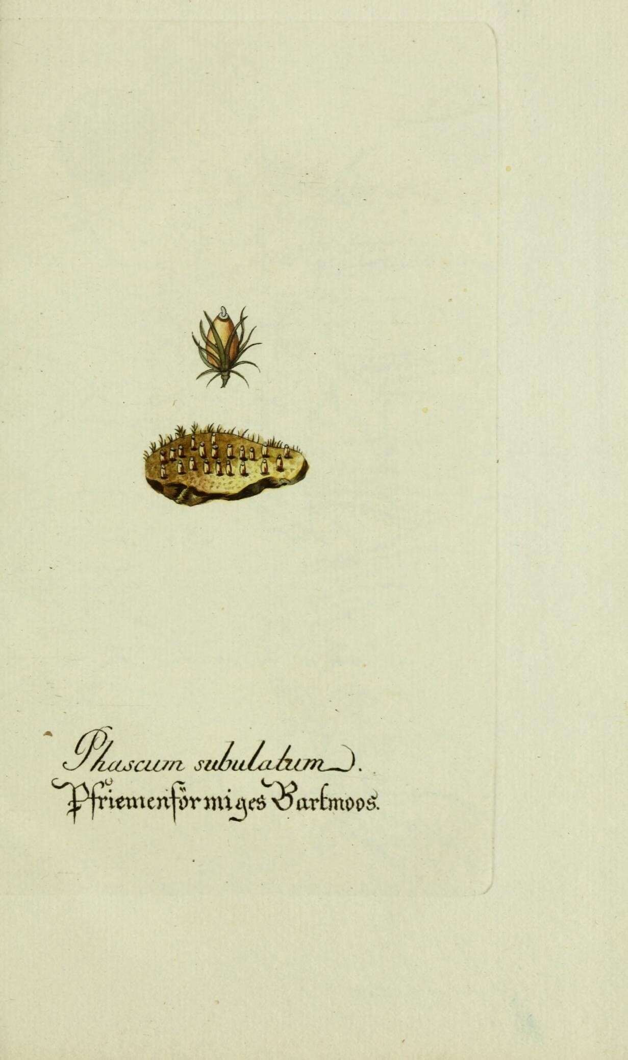 Image de Pleuridium subulatum Rabenhorst 1848