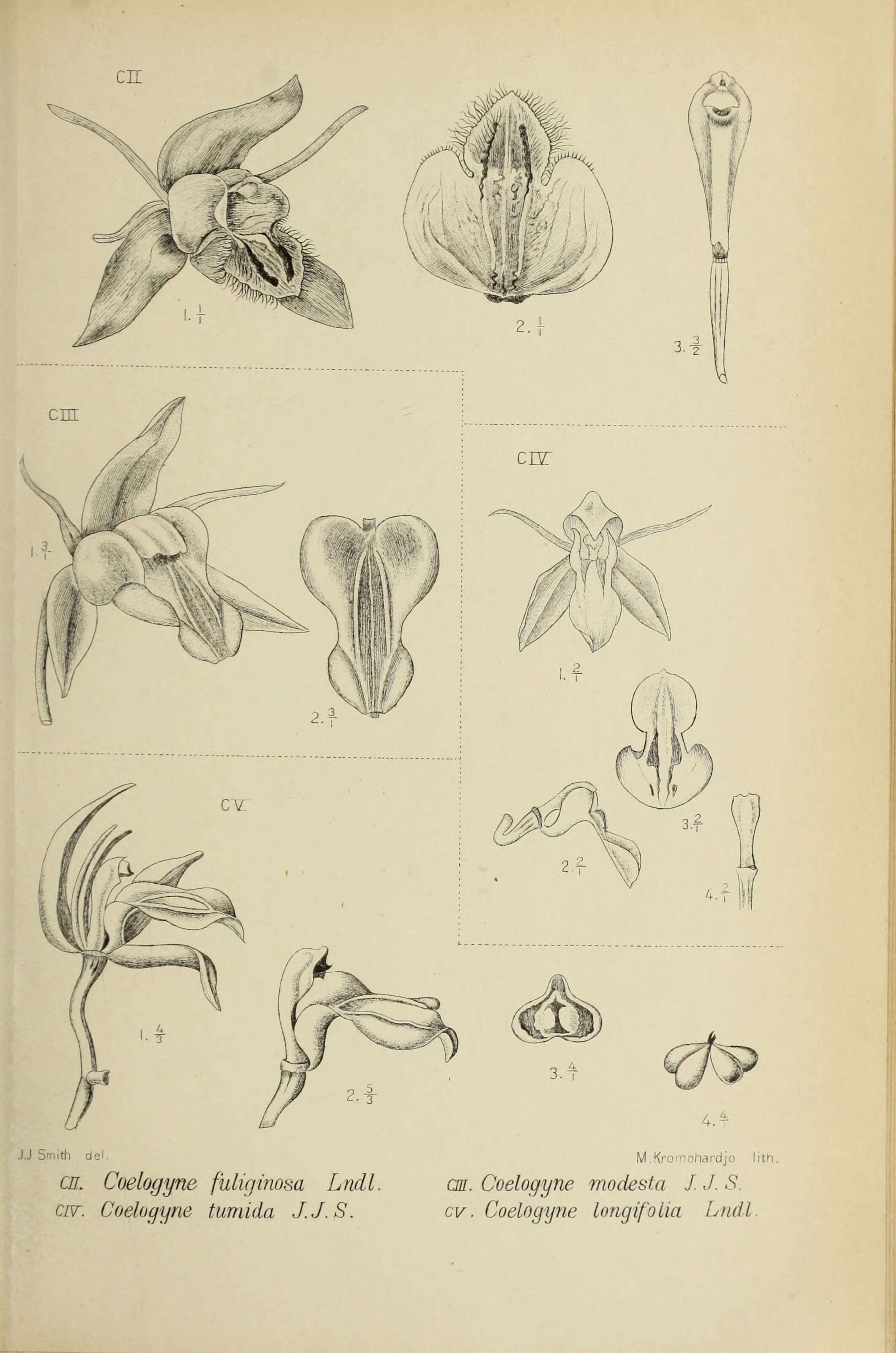 Image of Coelogyne ovalis Lindl.