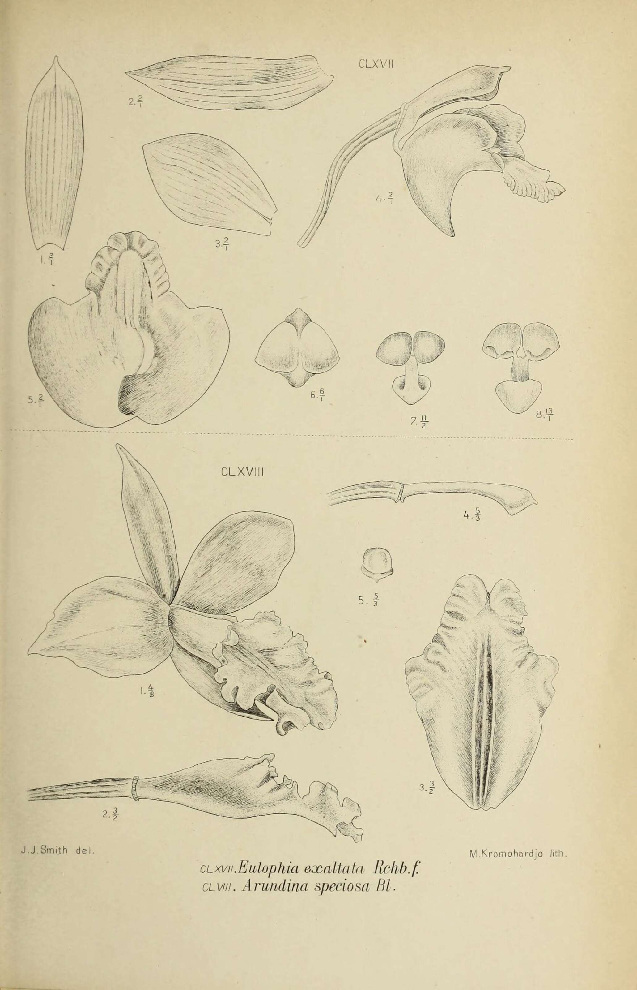 Image of Eulophia exaltata Rchb. fil.